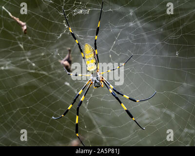 A Nephila clavata, a type of orb weaver spider native to Japan where it is called joro-gumo or joro spider, waits in its web for prey. Stock Photo
