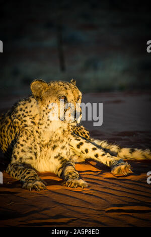 Cheetah in the Kalahari relaxing on a red dune Stock Photo