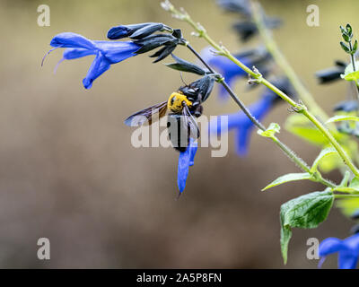 A Japanese carpenter bee, Xylocopa appendiculata, also known as kumabachi or 'bee bear in Japanese, feeds from sage flowers. Stock Photo