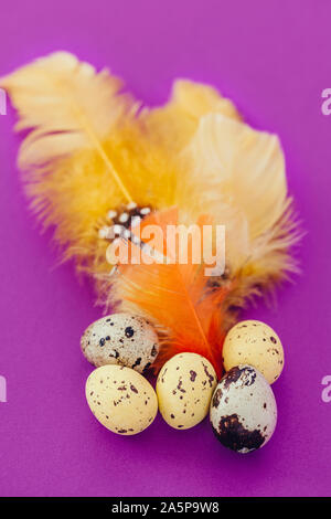 Spotted eggs and feathers Stock Photo