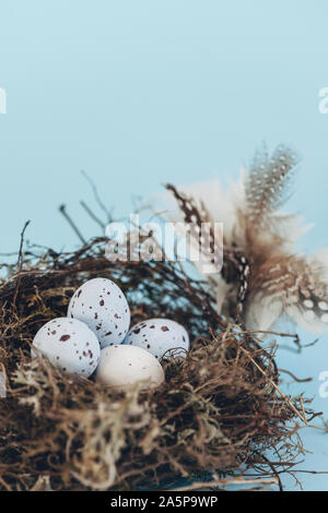 Spotted eggs in birds nest Stock Photo