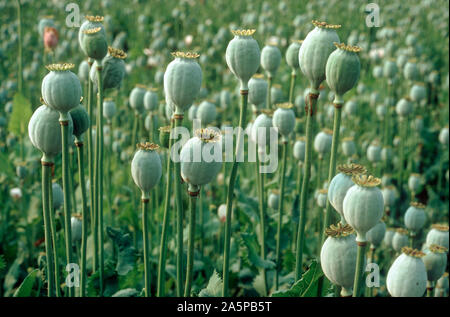 Opium poppy (Papaver somniferum) seedheads in maturing crop, France Stock Photo