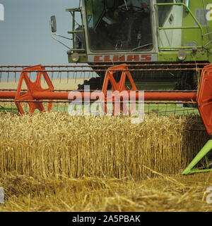 Two Claas combines harvesting even good crop of ripe gokden wheat, Oxforshire, August Stock Photo