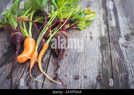 Freshly picked trendy ugly organic carrot and beetroot from home grown garden bed Stock Photo