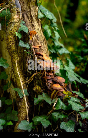 Autumnal mushrooms growing in the woods on a dead tree. Stock Photo