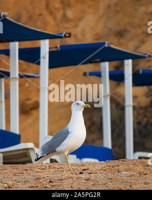 A large Seagull standing between the frames of sun beds on Falesia Beach on the Algarve on the south coast of Portugal Stock Photo