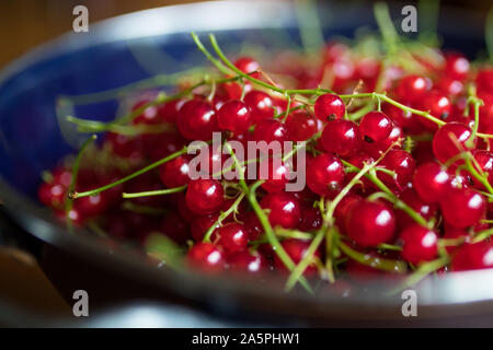 red currants in a blue colander on a wooden table. Ripe red currant berries. Close up view Stock Photo