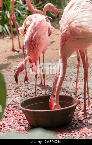 A group of flamingos cleaning thier feathers and drinking water Stock Photo