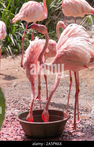 A group of flamingos cleaning thier feathers and drinking water Stock Photo