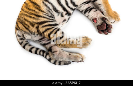 Close up of, Two months old tiger cub lying against white background Stock Photo