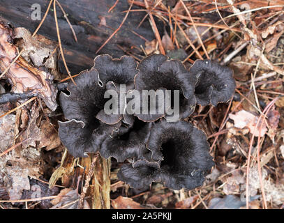 Craterellus cornucopioides edible mushrooms plants growing in nature. Aka Horn of plenty, black chanterelle, black trumpet etc. Stock Photo