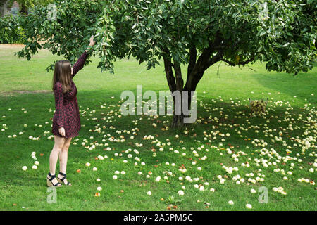Young woman picking apples in orchard Stock Photo