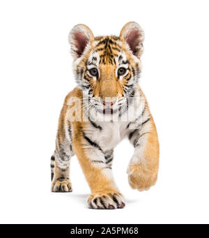 Two months old tiger cub walking against white background Stock Photo