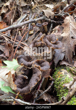 Craterellus cornucopioides edible mushrooms almost invisible hiding in fallen leaves. Aka Horn of plenty, black chanterelle, black trumpet etc. Stock Photo