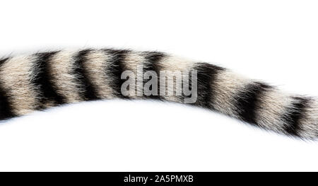 Close up of two months old tiger cubs tail against white background Stock Photo