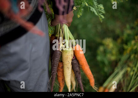 Woman holding freshly picked carrots Stock Photo