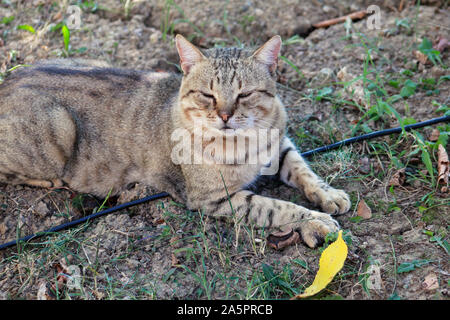 Portrait of cute and sweet domestic multicolored playful cat enjoying in fun and game, resting in beautiful garden on nice day and nature environment. Stock Photo