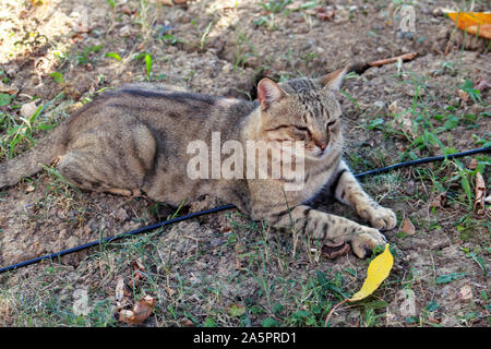 Portrait of cute and sweet domestic multicolored playful cat enjoying in fun and game, resting in beautiful garden on nice day and nature environment. Stock Photo