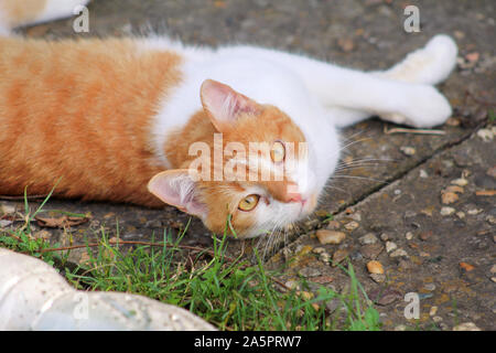Portrait of cute and sweet domestic multicolored playful cat enjoying in fun and game, resting in beautiful garden on nice day and nature environment. Stock Photo