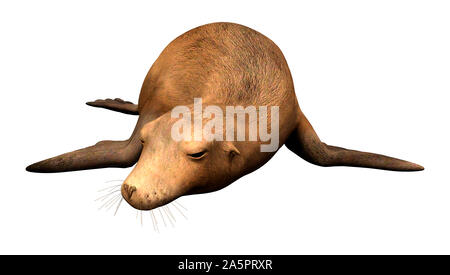 3D rendering of a harbor or common seal or Phoca vitulina isolated on white background Stock Photo