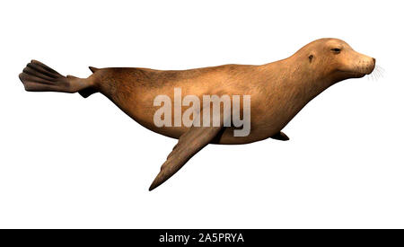 3D rendering of a harbor or common seal or Phoca vitulina isolated on white background Stock Photo