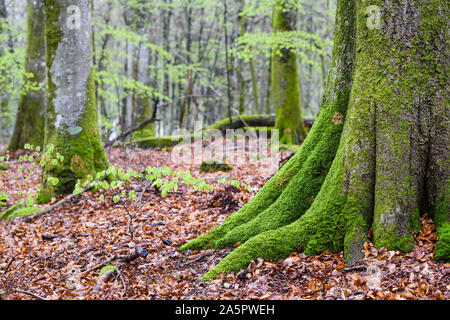 Old trees covered with moss Stock Photo