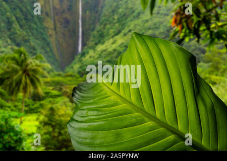 Large tropical leaf in lush valley with waterfall Stock Photo