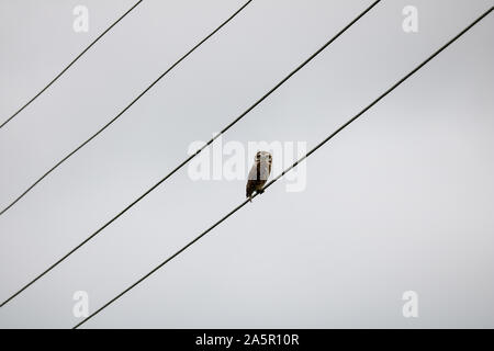 Tawny owl sits on a power line, India Stock Photo