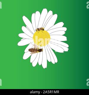 Beautiful blooming daisy flower and two bees isolated by green background. Stock Vector