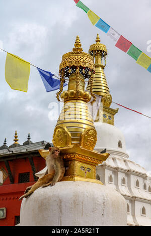 Monkey sitting at Swayambhunath, the monkey temple, with prayer flags, Kathmandu, Nepal Stock Photo