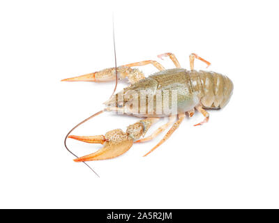 Crawfish isolated on white background. Alive crawfish isolated Stock Photo