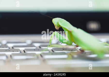 Computer bug metaphor, mantis is on a laptop keyboard Stock Photo