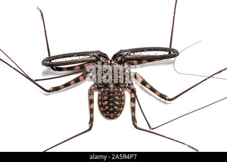 Damon diadema is a species of amblypygid, sometimes known as the tailless whip scorpion or Giant Amblypygid, in front of white background Stock Photo