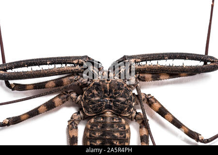 Damon diadema is a species of amblypygid, sometimes known as the tailless whip scorpion or Giant Amblypygid, in front of white background Stock Photo