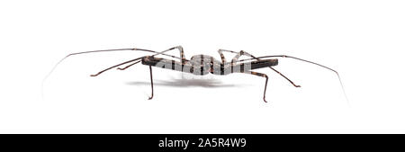 Damon diadema is a species of amblypygid, sometimes known as the tailless whip scorpion or Giant Amblypygid, in front of white background Stock Photo