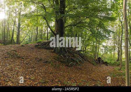 Ancient English chalk land woodland with towering majestic sweet chestnut trees over 300 yr Castanea sativa, in autumn and a forest floor of ripe nuts Stock Photo