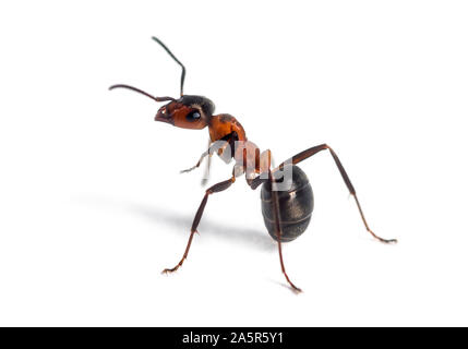 European red wood ant, Formica polyctena, against white background Stock Photo