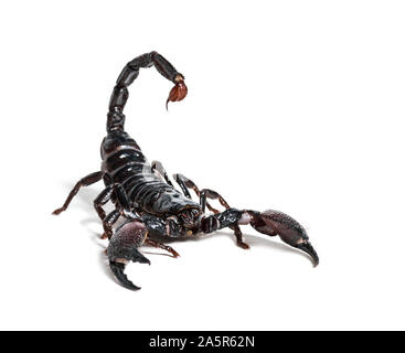 Emperor scorpion, Pandinus imperator, in front of white background Stock Photo