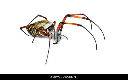 Nephila inaurata, commonly known as the red-legged golden orb-weaver spider or red-legged nephila, in front of white background Stock Photo