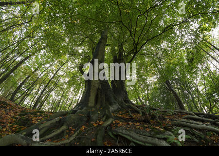 Ancient English chalk land woodland with towering majestic sweet chestnut trees over 300 yr Castanea sativa, in autumn and a forest floor of ripe nuts Stock Photo