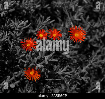 Yellow Marguerite flowers on a black background Stock Photo - Alamy
