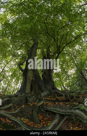 Ancient English chalk land woodland with towering majestic sweet chestnut trees over 300 yr Castanea sativa, in autumn and a forest floor of ripe nuts Stock Photo