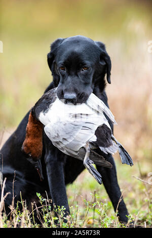 A Black Lab hunting dog with a Drake Canvasback Stock Photo