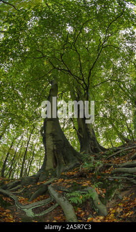 Ancient English chalk land woodland with towering majestic sweet chestnut trees over 300 yr Castanea sativa, in autumn and a forest floor of ripe nuts Stock Photo