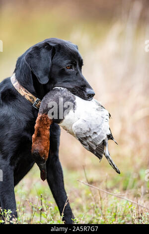 A Black Lab hunting dog with a Drake Canvasback Stock Photo
