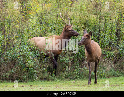 Elk at Oconaluftee Visitor Center in the Great Smoky Mountains National Park in Cherokee North Carolina in the United States Stock Photo