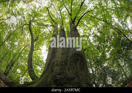 Ancient English chalk land woodland with towering majestic sweet chestnut trees over 300 yr Castanea sativa, in autumn and a forest floor of ripe nuts Stock Photo