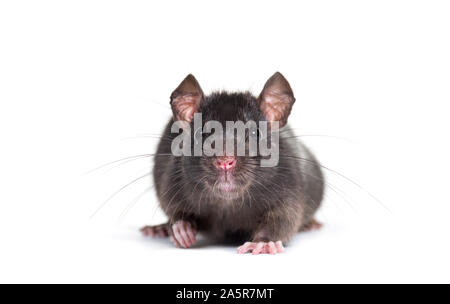Black rat, Rattus rattus, in front of white background Stock Photo
