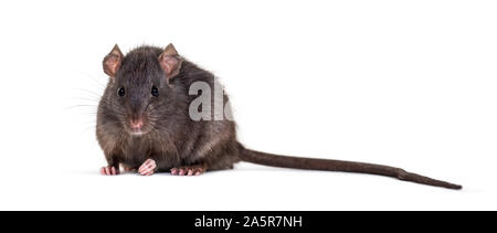 Black rat, Rattus rattus, sitting in front of white background Stock Photo