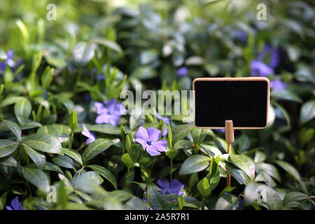 Common periwinkle, evergreen ground cover plant. Gardening Stock Photo